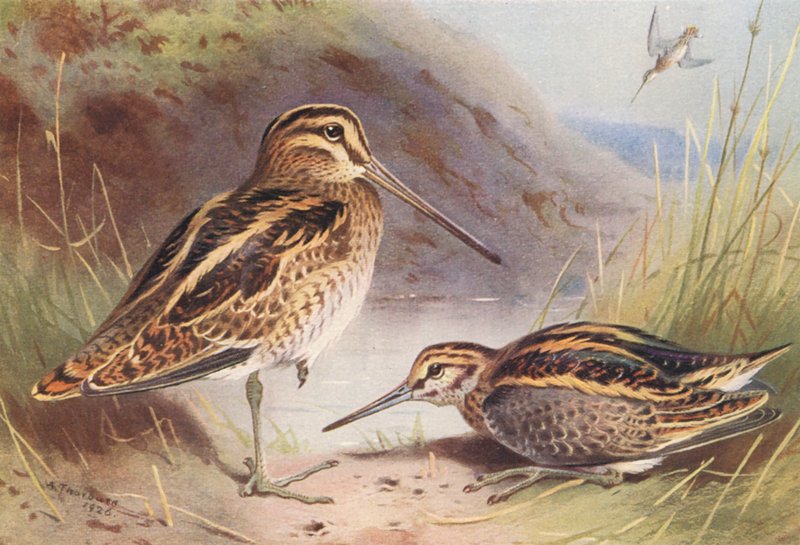 Watersnip, Bokje door Archibald Thorburn