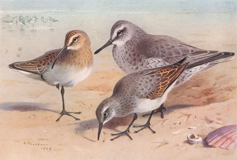 Krombekstrandloper (onvolwassen, herfst), Kanoet (winter), Bonte Strandloper (winter) door Archibald Thorburn