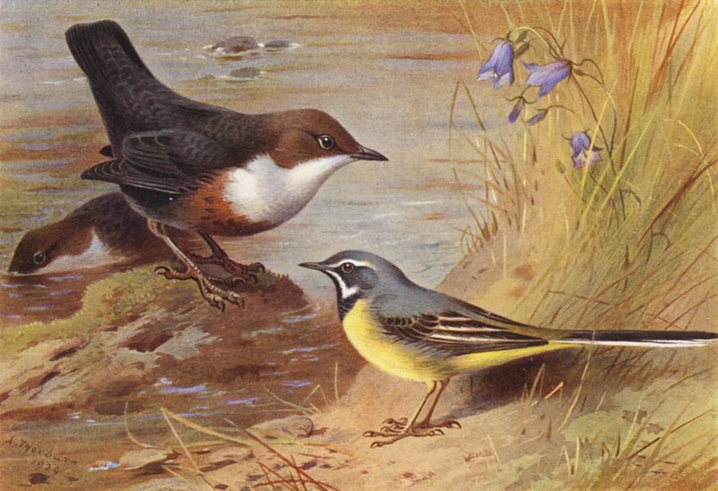 Waterspreeuw, Grijze Kwikstaart (kleur litho) door Archibald Thorburn