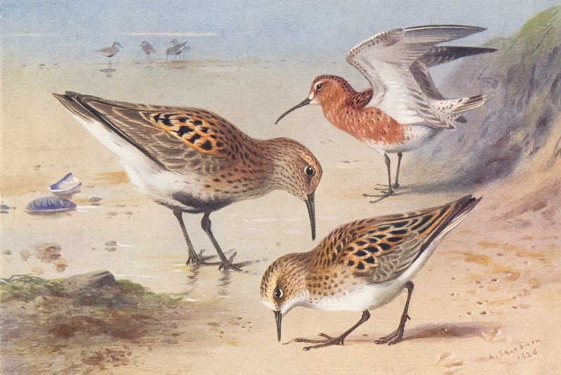 Bonte strandloper (zomer), Krombekstrandloper (zomer), Kleine strandloper (zomer) door Archibald Thorburn