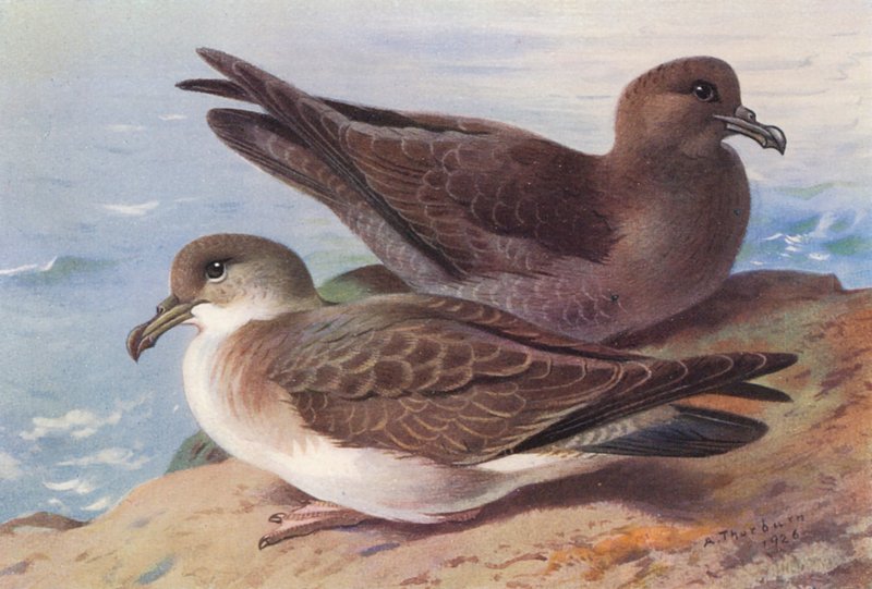 Grote Pijlstormvogel, Grauwe Pijlstormvogel door Archibald Thorburn