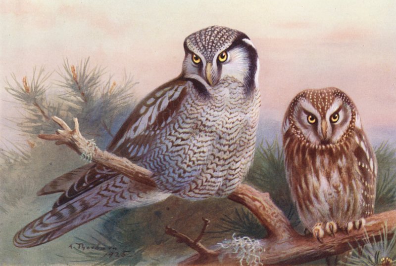 Havikuil, Ruigpootuil door Archibald Thorburn