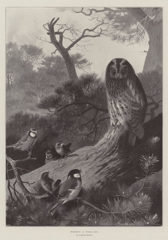 Een bosuil lastigvallen door Archibald Thorburn