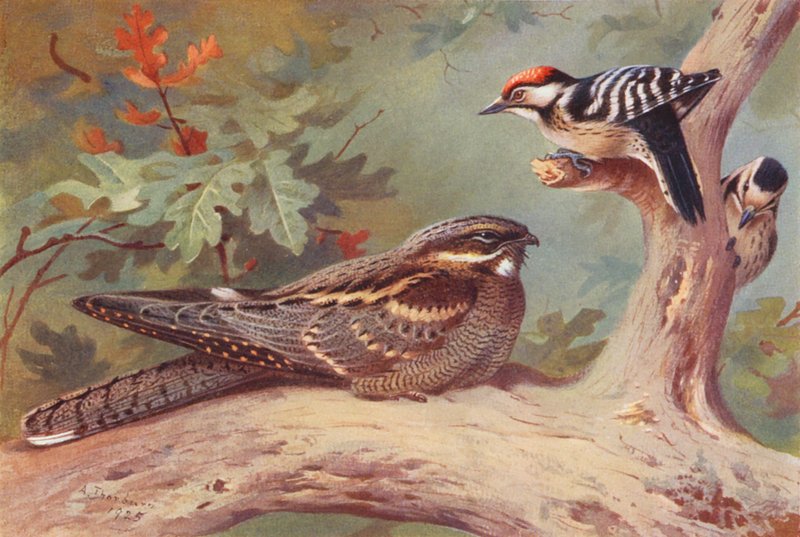 Nachtzwaluw, kleine bonte specht (mannetje en vrouwtje) door Archibald Thorburn