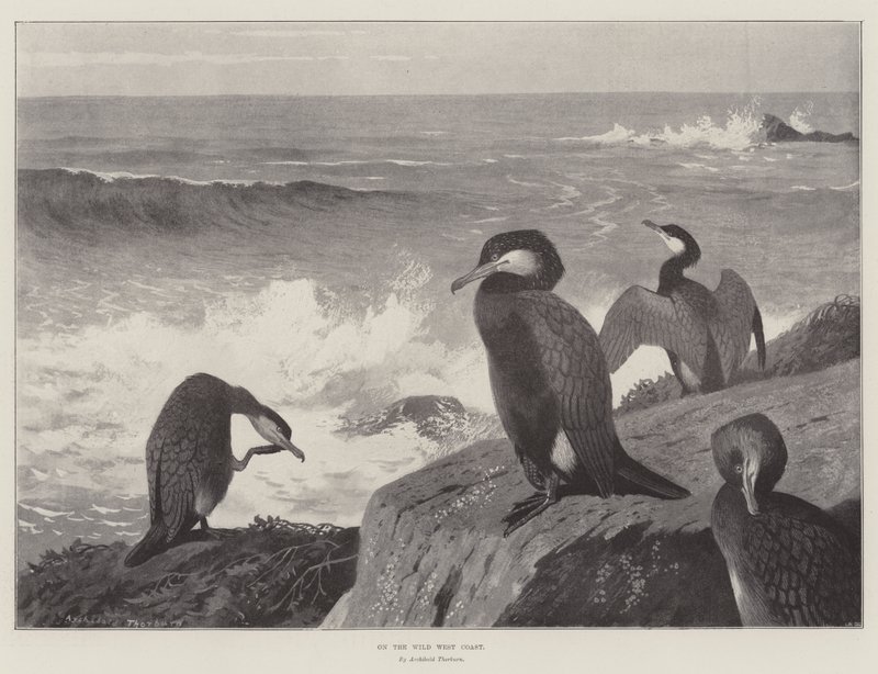 Aan de wilde westkust door Archibald Thorburn