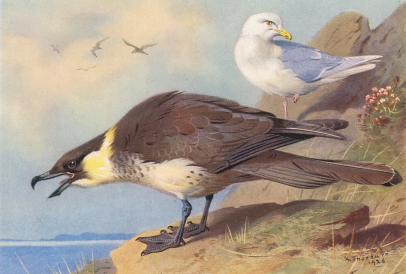 Pomatorhine Jager, IJslandse Meeuw door Archibald Thorburn