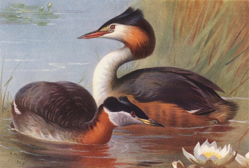 Roodhalsfuut, Fuut (kleur litho) door Archibald Thorburn