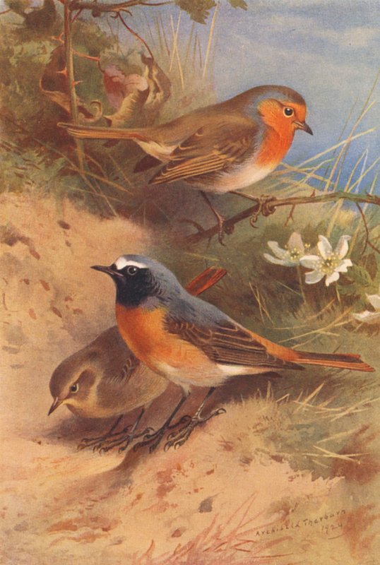 Roodborst, Gekraagde Roodstaart (mannetje en vrouwtje) door Archibald Thorburn