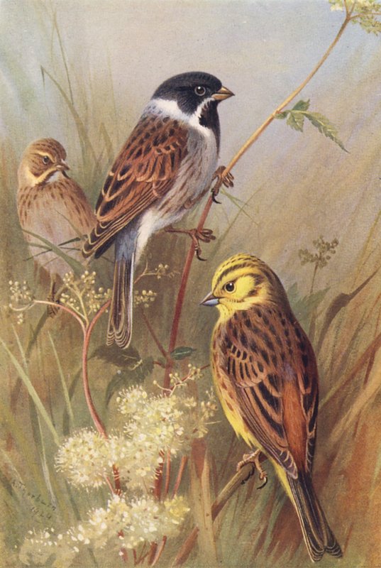 Rietgors (mannetje en vrouwtje), Geelgors door Archibald Thorburn