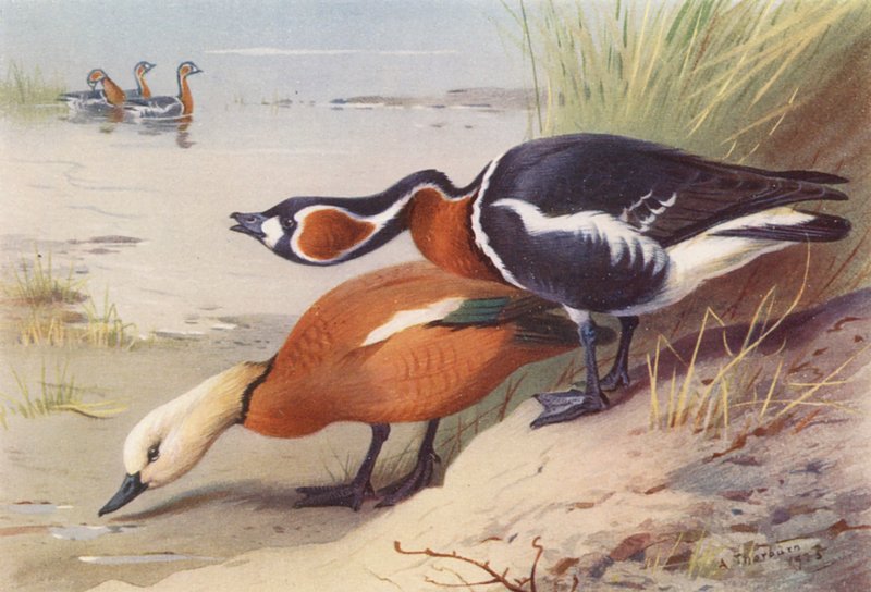 Rode Casarca, Roodhalsgans door Archibald Thorburn
