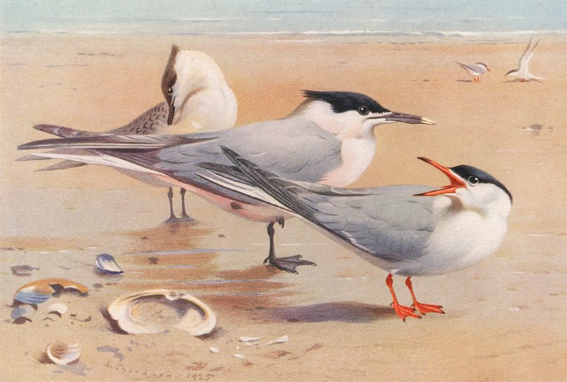 Grote Stern (volwassen en jong), Visdief door Archibald Thorburn