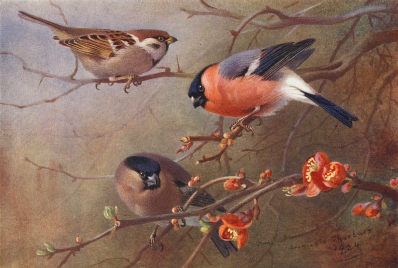 Ringmus, Goudvink (mannetje en vrouwtje) door Archibald Thorburn