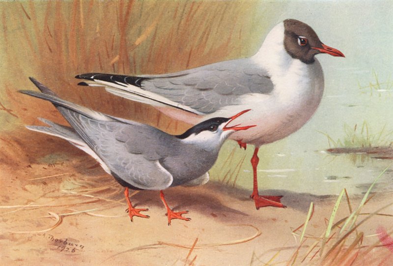 Baardstern, Zwartkopmeeuw (zomer) door Archibald Thorburn