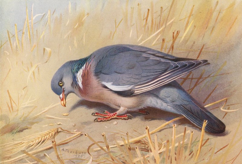 Houtduif door Archibald Thorburn