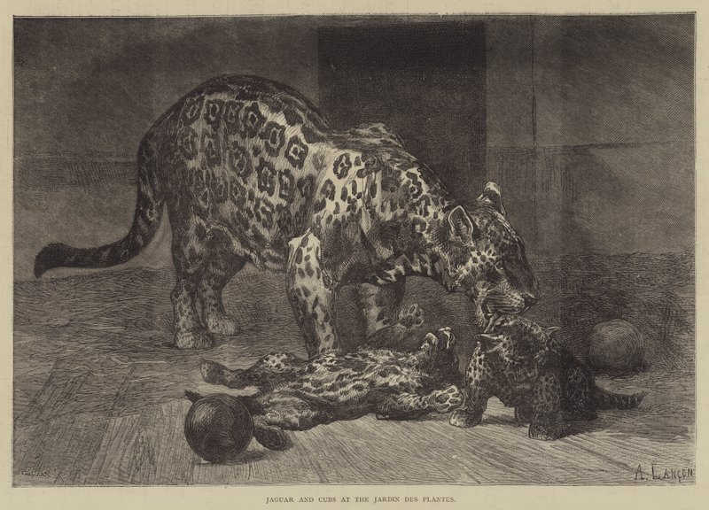 Jaguar en Welpen in de Jardin des Plantes door Auguste Andre Lancon
