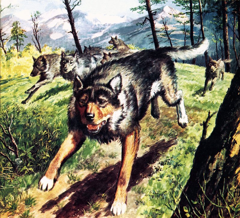 The Call of the Wild, gebaseerd op de roman van Jack London door Barrie Linklater