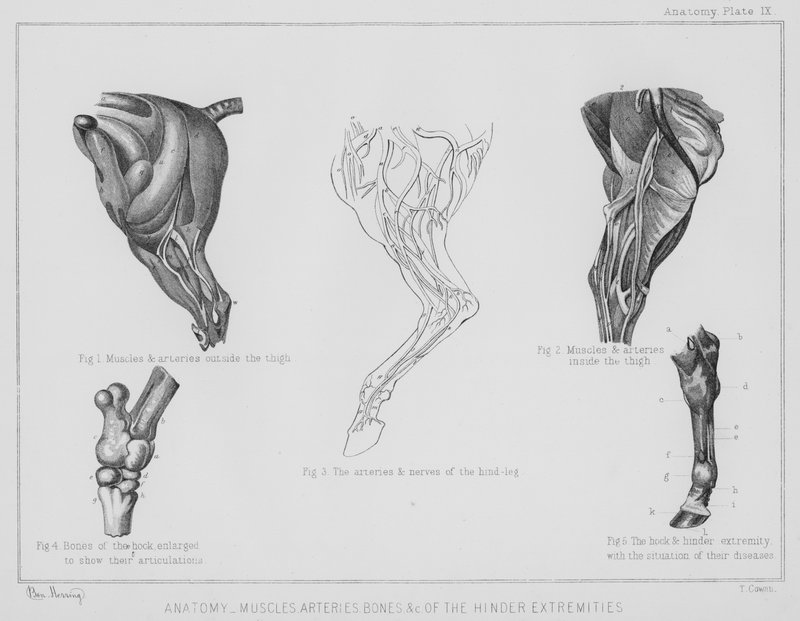 Anatomie, spieren, slagaders, botten enz. van de achterste ledematen door Benjamin Herring