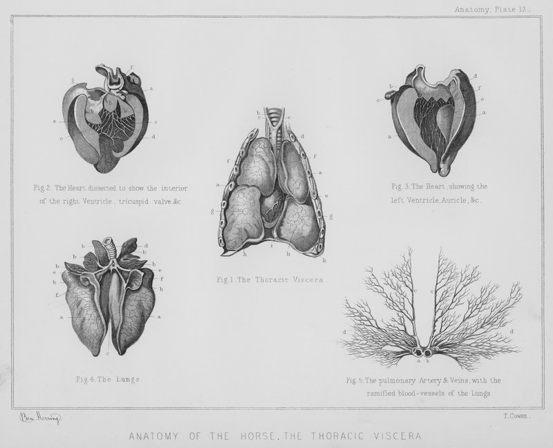 Anatomie van het paard, de thoracale ingewanden (litho) door Benjamin Herring