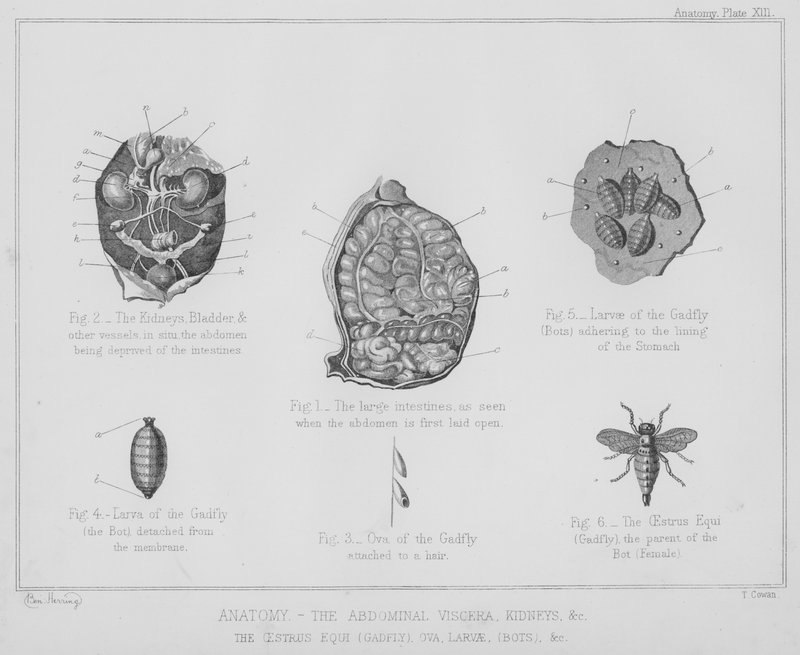 Anatomie, de buikorganen, nieren, enz., de oestrus equi, horzel, eieren, larven, bots enz. door Benjamin Herring