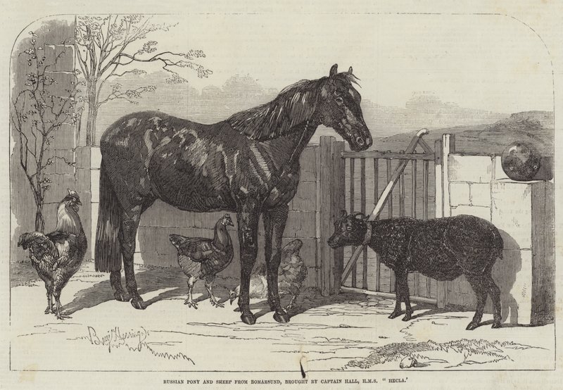 Russische pony en schapen uit Bomarsund, gebracht door kapitein Hall, HMS Hecla door Benjamin Herring