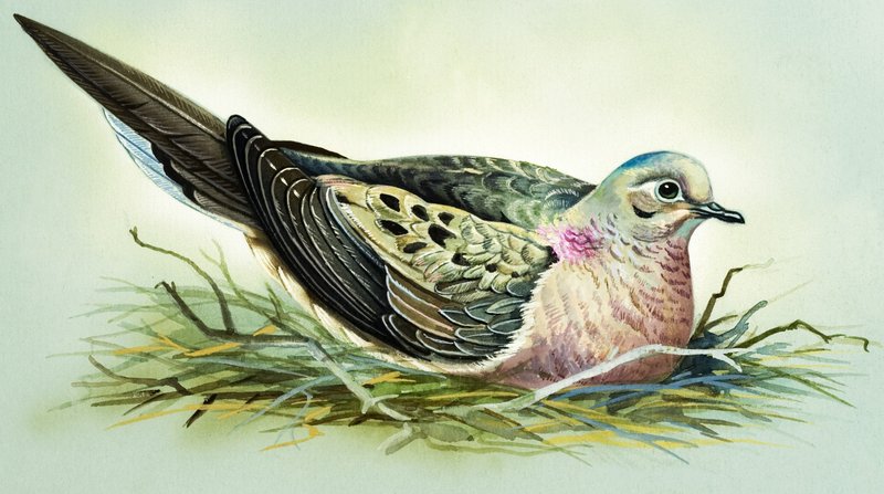 Rouwduif (gouache op papier) door Bert Illoss