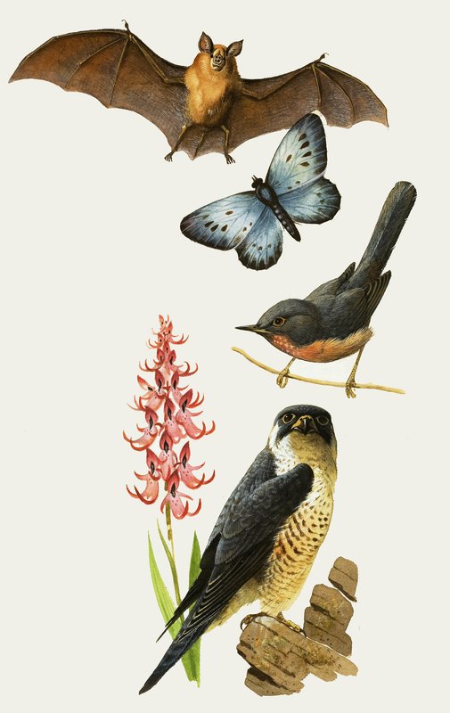 Britse wilde dieren met uitsterven bedreigd door Bob Hersey