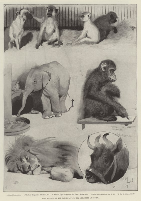 Enkele leden van de Barnum en Bailey menagerie in Olympia door Cecil Charles Windsor Aldin