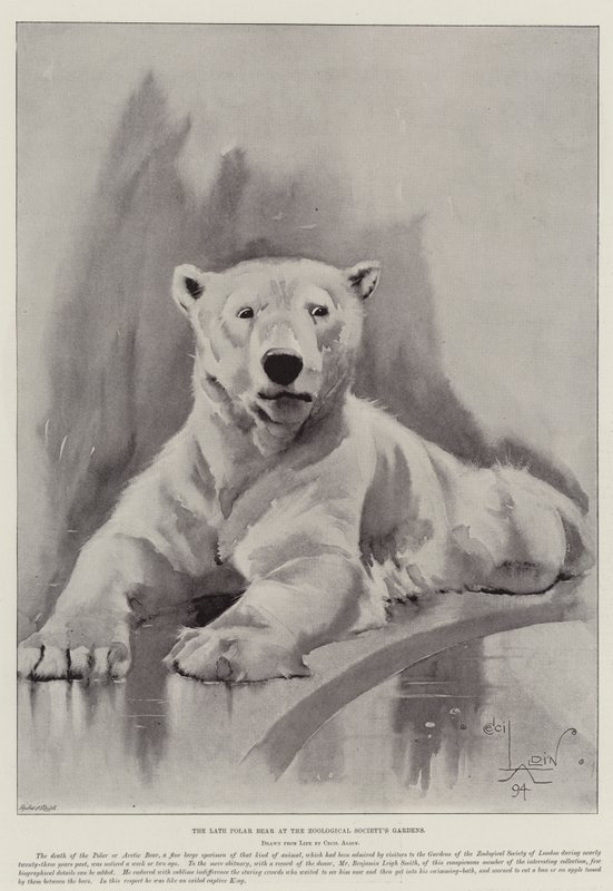 De Laatste IJsbeer in de Tuinen van de Zoological Society door Cecil Charles Windsor Aldin