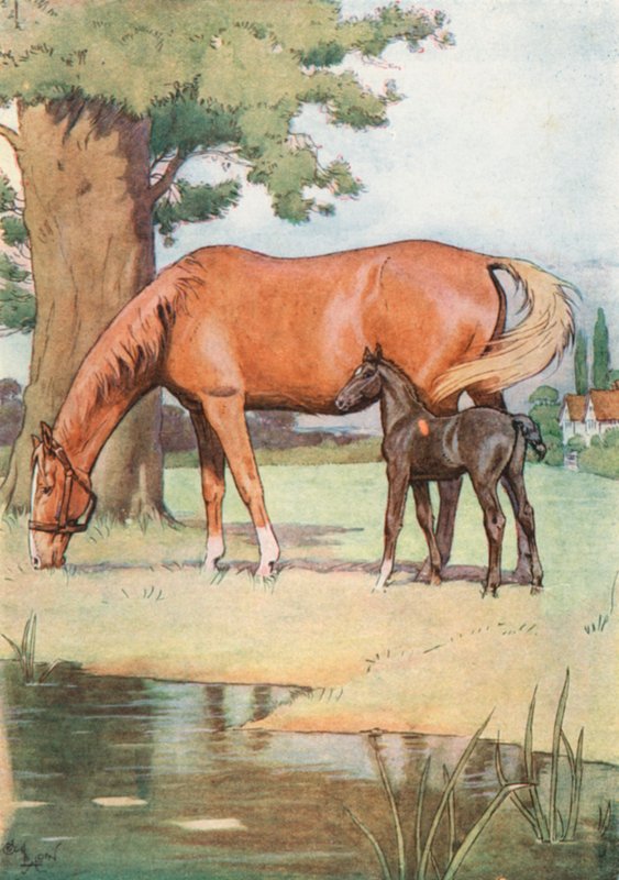 De Eerste Plaats die ik me goed kan Herinneren, was een Groot Aangenaam Weiland met een Vijver van Helder Water erin door Cecil Charles Windsor Aldin