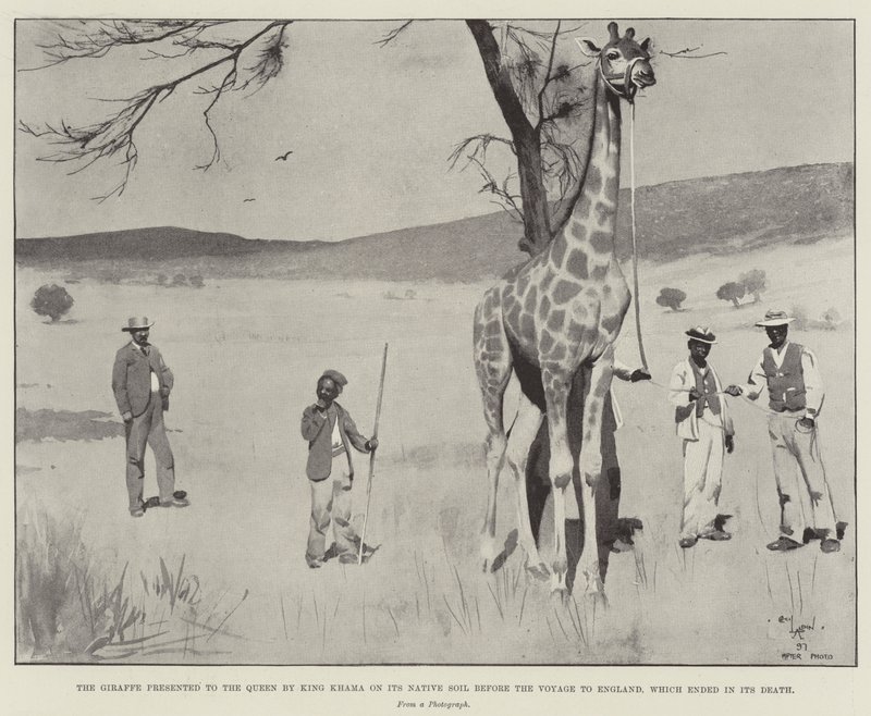 De giraf gepresenteerd aan de koningin door koning Khama op zijn geboorteland voor de reis naar Engeland, die eindigde in zijn dood door Cecil Charles Windsor Aldin