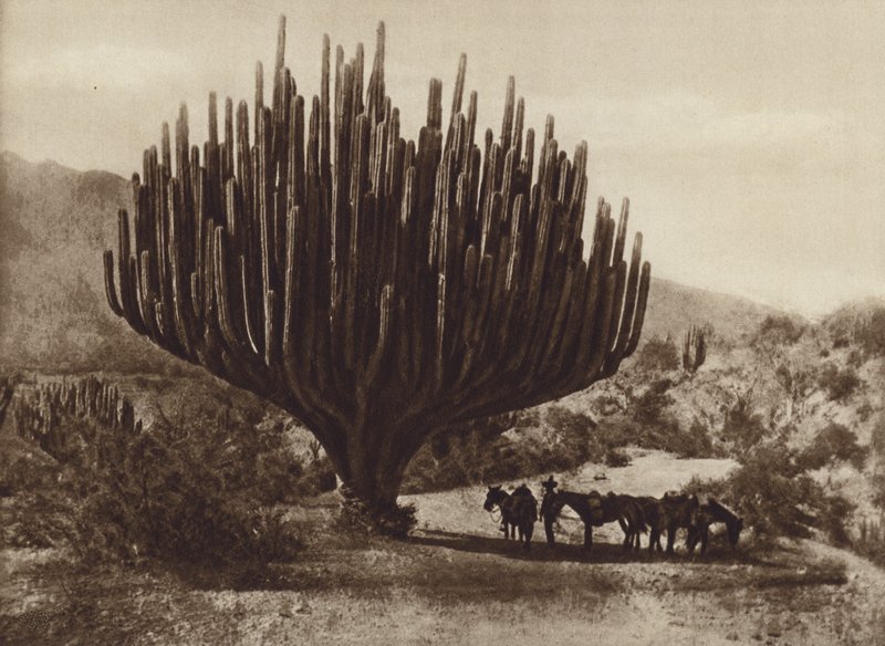 Mexico: Cactus in de vorm van een kandelaar, Oaxaca door Cecile Seler Sachs