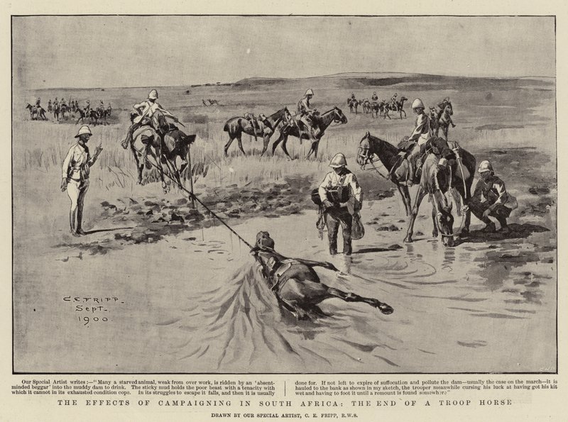 De gevolgen van campagnevoeren in Zuid-Afrika, het einde van een troepenpaard door Charles Edwin Fripp