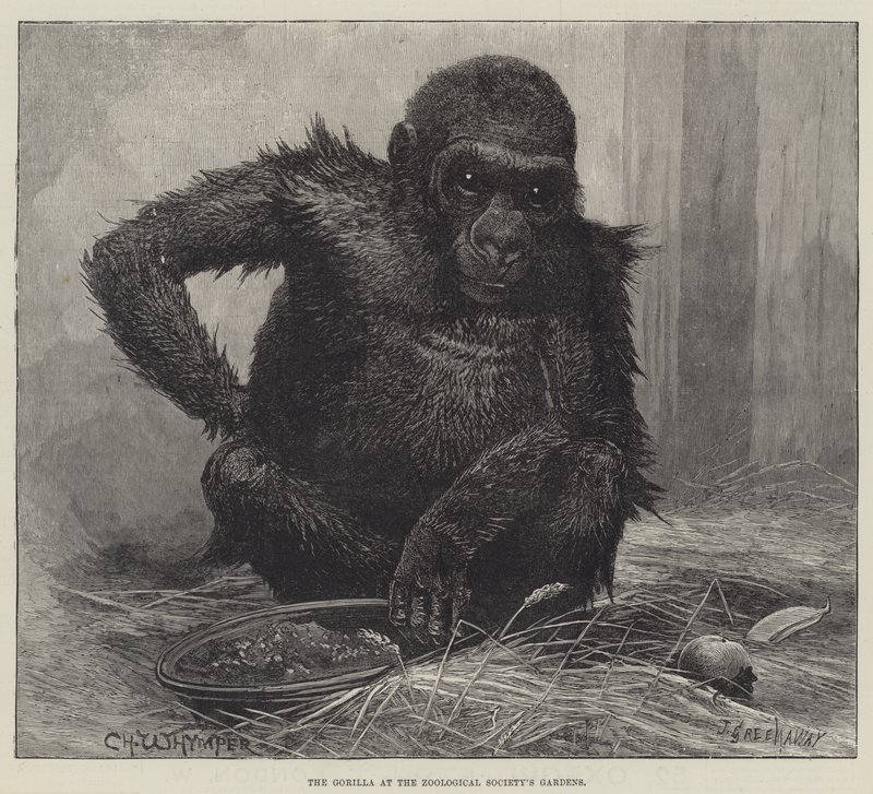 De Gorilla in de Tuinen van de Zoological Society door Charles Whymper