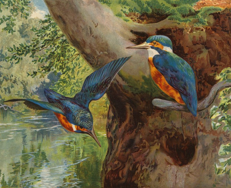 IJsvogels door Charles Collins