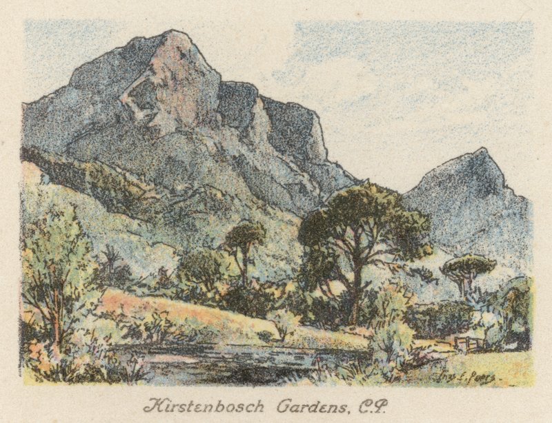 Zuid-Afrika: Kirstenbosch-tuinen, CP door Charles Ernest Peers