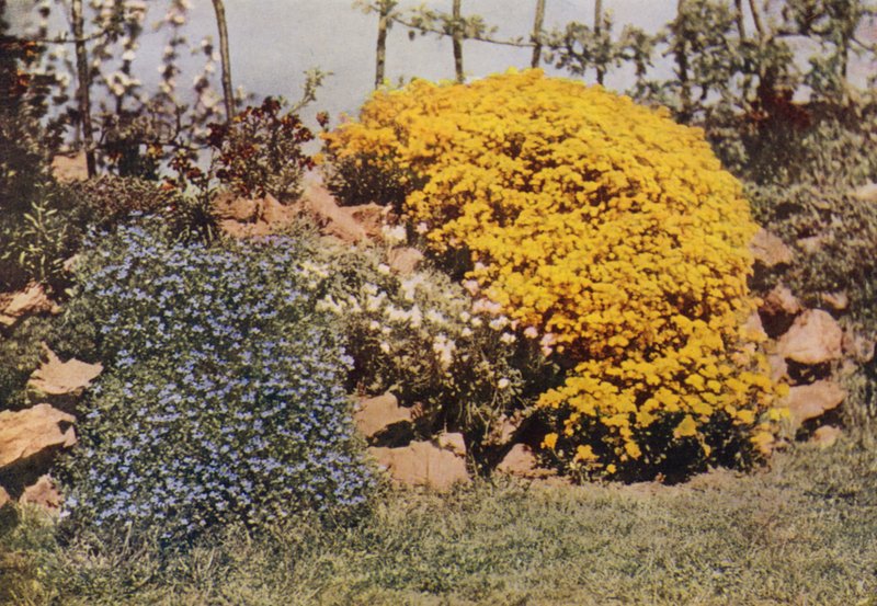 Een rotstuinmuur, Aubrietia, zonneroos, gele Alyssum door Charles Essenhigh Corke