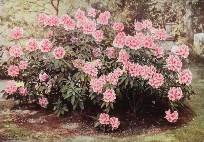 Rhododendron Pink Pearl, bij "The Heights," Witley, de residentie van mevrouw Farnham door Charles Essenhigh Corke