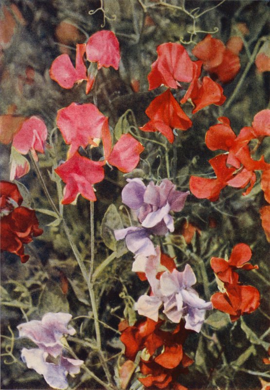 Enkele Moderne Lathyrus door Charles Essenhigh Corke