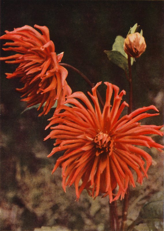 De Cactus Dahlia "Brisbane" door Charles Essenhigh Corke