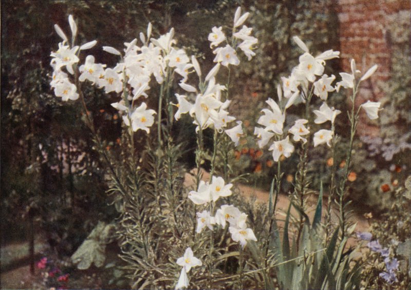 De Madonna-lelie, Lilium candidum door Charles Essenhigh Corke