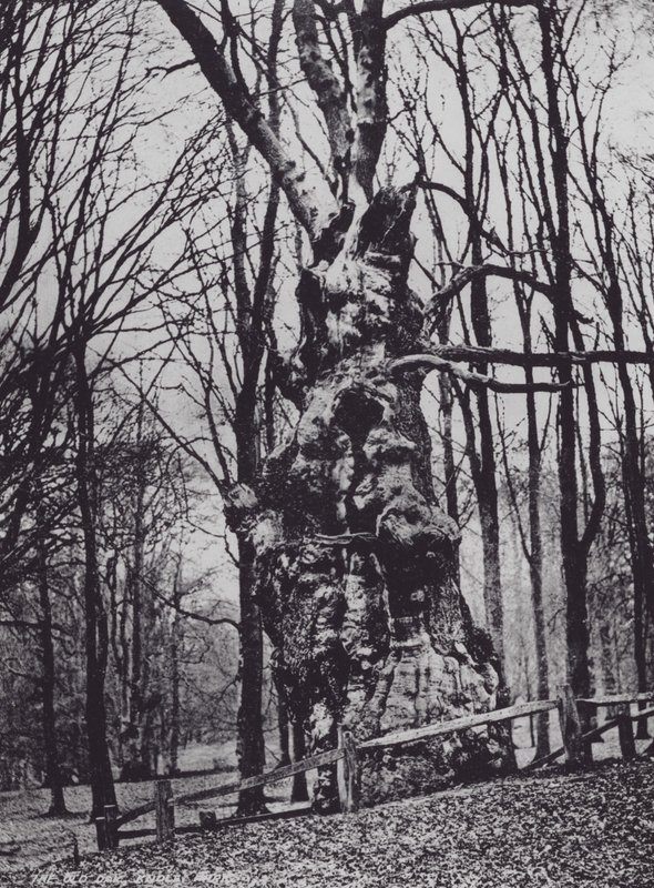 De oude eik, Knole Park (zwart-wit foto) door Charles Essenhigh Corke