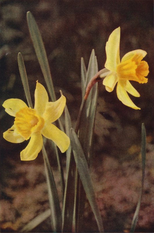 Wilde bloemen: Narcis door Charles Essenhigh Corke