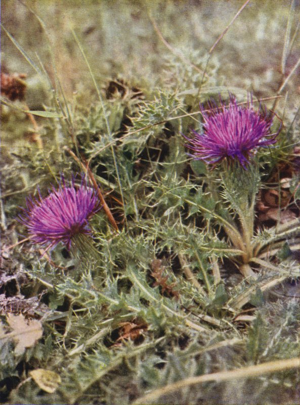Wilde bloemen: Dwergdistel door Charles Essenhigh Corke