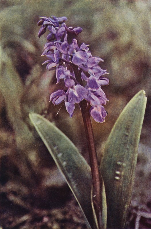 Wilde bloemen: Vroege Purperorchis door Charles Essenhigh Corke