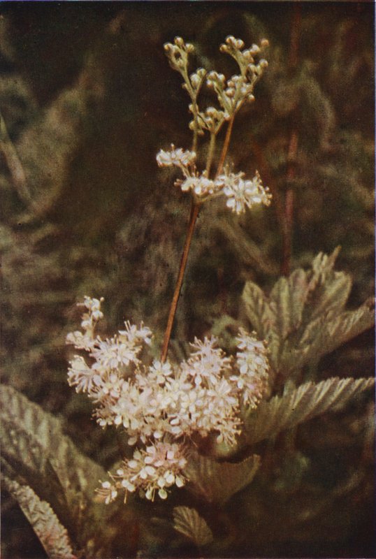 Wilde bloemen: Moerasspirea door Charles Essenhigh Corke