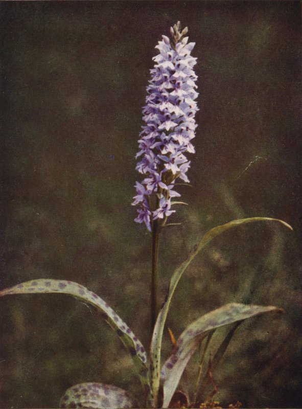 Wilde bloemen: Gevlekte Orchis door Charles Essenhigh Corke