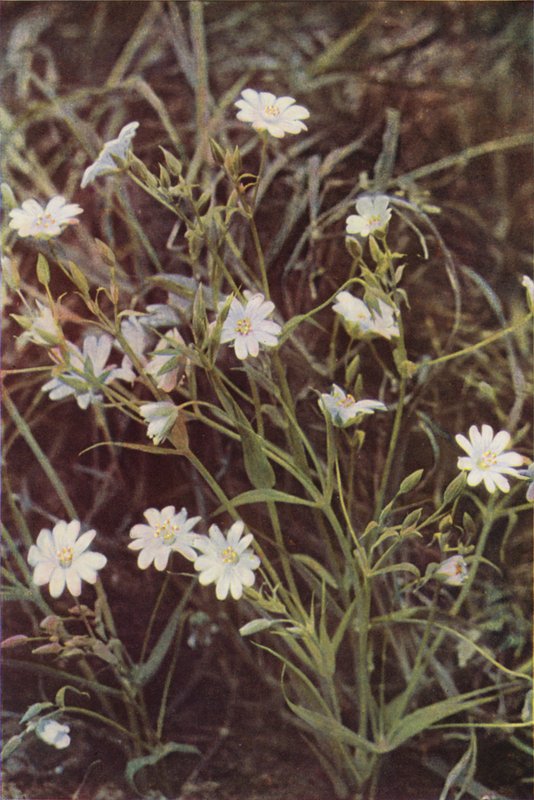 Wilde bloemen: Grote Muur door Charles Essenhigh Corke