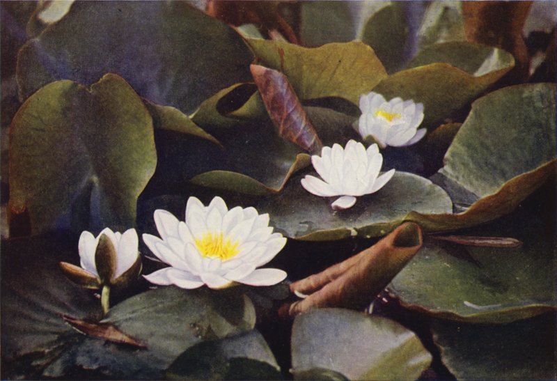 Wilde bloemen: Witte Waterlelie door Charles Essenhigh Corke