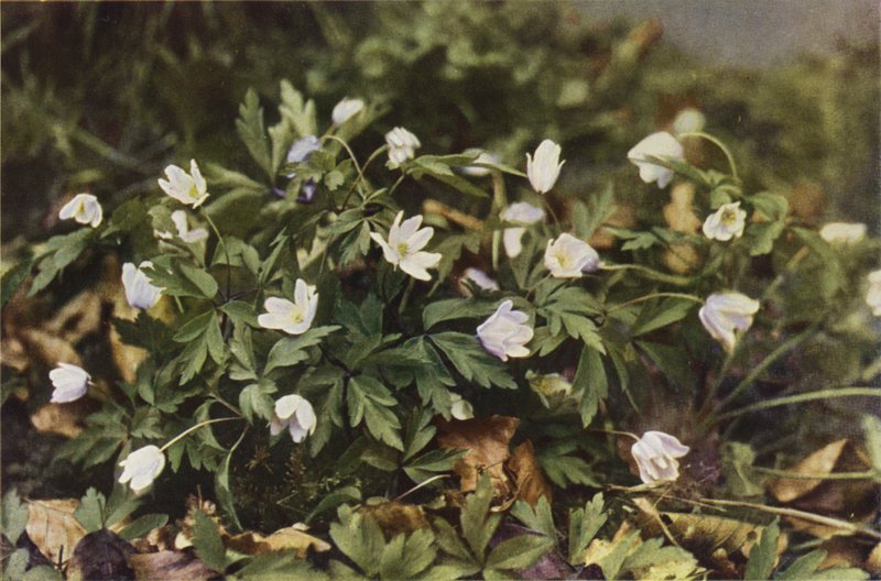 Wilde bloemen: Bosanemoon door Charles Essenhigh Corke