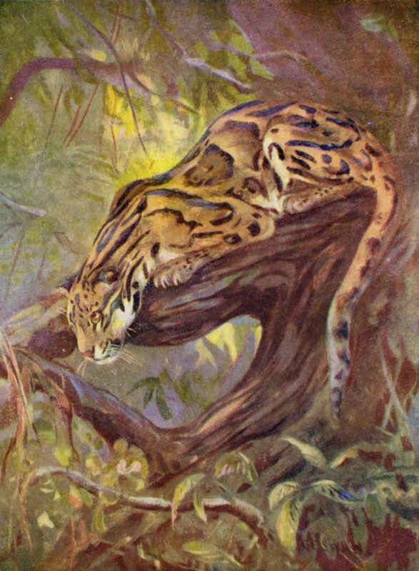 In de dierentuin: Nevelpanter door Cuthbert Edmund Swan